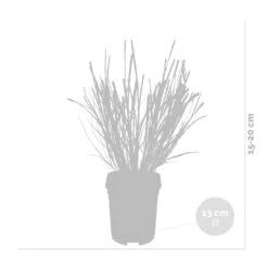 2x Pennisetum 'Hameln' - Lampepoetsersgras - ⌀13 Cm - ↕15-20 Cm -Goedkope Planten winkel 1000001855 0102