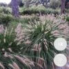 2x Pennisetum 'Hameln' - Lampepoetsersgras - ⌀13 Cm - ↕15-20 Cm -Goedkope Planten winkel 1000001855