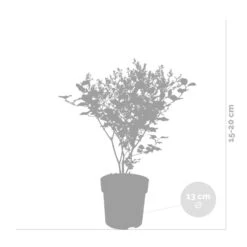 Syringa 'Bloomerang Dark Purple' - Sering - ⌀13 Cm - ↕15-20 Cm -Goedkope Planten winkel 1000001856 0102
