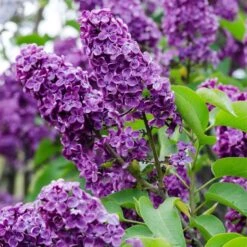 Syringa 'Bloomerang Dark Purple' - Sering - ⌀13 Cm - ↕15-20 Cm -Goedkope Planten winkel 1000001856 0103