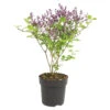 Syringa 'Bloomerang Dark Purple' - Sering - ⌀13 Cm - ↕15-20 Cm