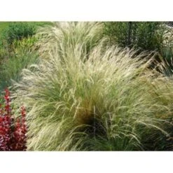 2x Stipa Tenuifolia 'Ponytails' - Vedergras - ⌀13 Cm - ↕20-25 Cm -Goedkope Planten winkel 1000001858 0102