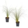 2x Stipa Tenuifolia 'Ponytails' - Vedergras - ⌀13 Cm - ↕20-25 Cm -Goedkope Planten winkel 1000001858