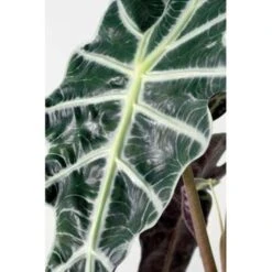 Alocasia Lauterbachiana P19H60 -Goedkope Planten winkel 1000003196 0103