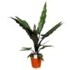 Alocasia Lauterbachiana P19H60 -Goedkope Planten winkel 1000003196