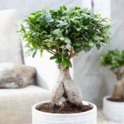 Ficus Microcarpa 'Ginseng' S-vorm – Bonsai – ⌀22 Cm - ↕60-70 Cm -Goedkope Planten winkel 1000003216 0102