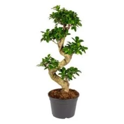 Ficus Microcarpa 'Ginseng' S-vorm – Bonsai – ⌀22 Cm - ↕60-70 Cm