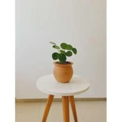 Pannenkoekplant - Pilea 'Peperomioides' ⌀12 Cm - ↕10-15 Cm -Goedkope Planten winkel 1000003242 0102
