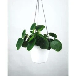 Pannenkoekplant - Pilea 'Peperomioides' ⌀12 Cm - ↕10-15 Cm -Goedkope Planten winkel 1000003242 0103