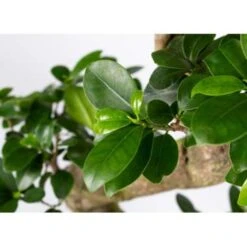 2x Ficus Microcarpa 'Ginseng' S-vorm – Bonsai – ⌀22 Cm - ↕60-70 Cm -Goedkope Planten winkel 1000003435 0102