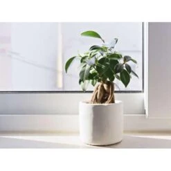 2x Ficus Microcarpa 'Ginseng' S-vorm – Bonsai – ⌀22 Cm - ↕60-70 Cm -Goedkope Planten winkel 1000003435 0103
