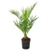 Phoenix Canariensis - Canarische Dadelpalm - ⌀15 Cm - ↕50-60 Cm 9 Phoenix Canariensis - Canarische Dadelpalm - ⌀15 Cm - ↕50-60 Cm -Goedkope Planten winkel 1000003444