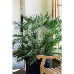 Chamaerops 'Humilis'- Europese Dwergpalm - ⌀21 Cm - ↕60-75 Cm -Goedkope Planten winkel 1000003445 0103