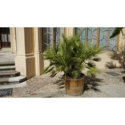 Chamaerops Humilis- Europese Dwergpalm - ⌀15 Cm - ↕40-50 Cm -Goedkope Planten winkel 1000003448 0102