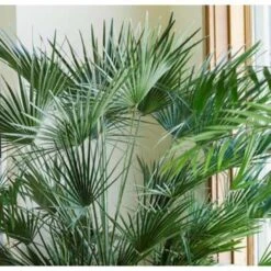 Chamaerops Humilis- Europese Dwergpalm - ⌀15 Cm - ↕40-50 Cm -Goedkope Planten winkel 1000003448 0103