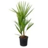 Chamaerops Humilis- Europese Dwergpalm - ⌀15 Cm - ↕40-50 Cm -Goedkope Planten winkel 1000003448