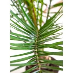 Phoenix Canariensis - Canarische Dadelpalm - ⌀19 Cm - ↕65-85 Cm -Goedkope Planten winkel 1000003449 0103
