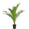 Phoenix Canariensis - Canarische Dadelpalm - ⌀19 Cm - ↕65-85 Cm 8 Phoenix Canariensis - Canarische Dadelpalm - ⌀19 Cm - ↕65-85 Cm -Goedkope Planten winkel 1000003449