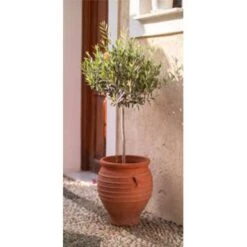 Olea Europaea - Olijfboom Op Stam - ⌀19 Cm - ↕80-90 Cm -Goedkope Planten winkel 1000004996 0102