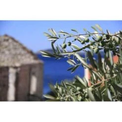 Olea Europaea - Olijfboom Op Stam - ⌀19 Cm - ↕80-90 Cm -Goedkope Planten winkel 1000004996 0103