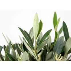 2x Olea Europaea Incl. PlantGrow - Olijfboom Op Stam-⌀19 Cm -↕80-90 Cm -Goedkope Planten winkel 1000004997 0102