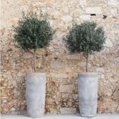 2x Olea Europaea Incl. PlantGrow - Olijfboom Op Stam-⌀19 Cm -↕80-90 Cm -Goedkope Planten winkel 1000004997 0103