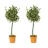 2x Olea Europaea Incl. PlantGrow - Olijfboom Op Stam-⌀19 Cm -↕80-90 Cm -Goedkope Planten winkel 1000004997
