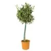 Olea Europaea Incl. PlantGrow - Olijfboom Op Stam -⌀19 Cm - ↕80-90 Cm -Goedkope Planten winkel 1000004998