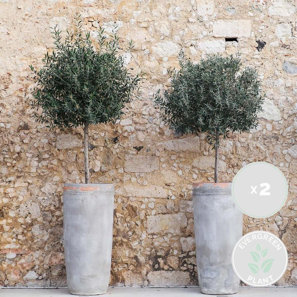 2x Olea Europaea - Olijfboom Op Stam - ⌀19 Cm - ↕80-90 Cm 2 2x Olea Europaea - Olijfboom Op Stam - ⌀19 Cm - ↕80-90 Cm - Afbeelding 2