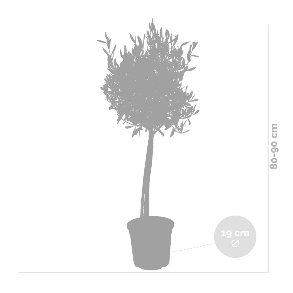 2x Olea Europaea - Olijfboom Op Stam - ⌀19 Cm - ↕80-90 Cm 4 2x Olea Europaea - Olijfboom Op Stam - ⌀19 Cm - ↕80-90 Cm - Afbeelding 4