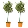 2x Olea Europaea - Olijfboom Op Stam - ⌀19 Cm - ↕80-90 Cm -Goedkope Planten winkel 1000004999