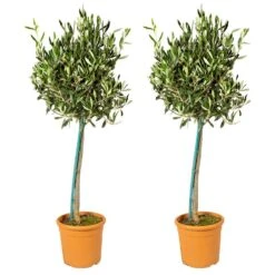 2x Olea Europaea - Olijfboom Op Stam - ⌀19 Cm - ↕80-90 Cm