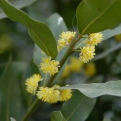 Laurus Nobilis Stam - Keukenlaurier - ⌀17 Cm - ↕60-80 Cm -Goedkope Planten winkel 1000005045 0102