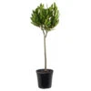 Laurus Nobilis Stam - Keukenlaurier - ⌀17 Cm - ↕60-80 Cm -Goedkope Planten winkel 1000005045
