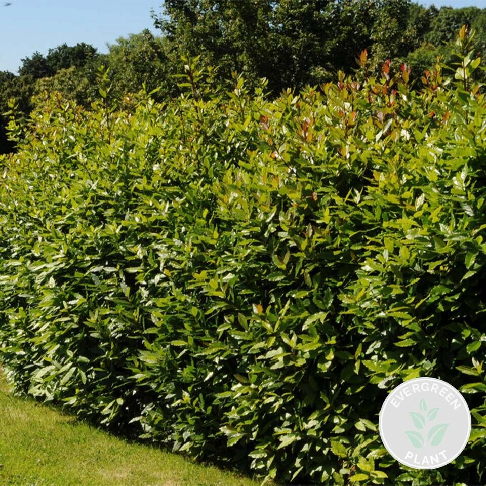 Laurus Nobilis - Keukenlaurier - ⌀21 Cm - ↕80-100 Cm 2 Laurus Nobilis - Keukenlaurier - ⌀21 Cm - ↕80-100 Cm - Afbeelding 2