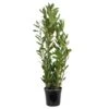 Laurus Nobilis - Keukenlaurier - ⌀21 Cm - ↕80-100 Cm -Goedkope Planten winkel 1000005046