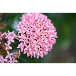 Rode Kafferlelie - P9H15 -Goedkope Planten winkel 1000006406 0102