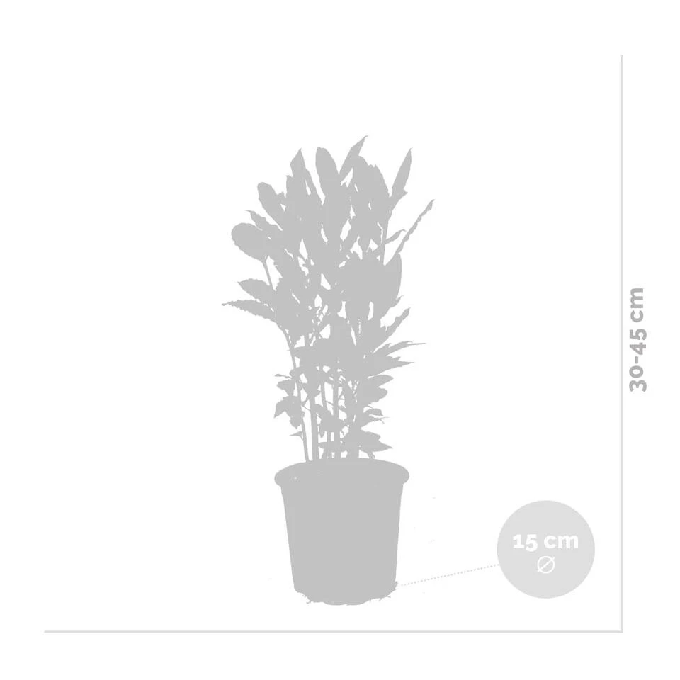 Laurus Nobilis - Keukenlaurier - ⌀15 Cm - ↕30-45 Cm 3 Laurus Nobilis - Keukenlaurier - ⌀15 Cm - ↕30-45 Cm - Afbeelding 3