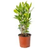 Laurus Nobilis - Keukenlaurier - ⌀15 Cm - ↕30-45 Cm -Goedkope Planten winkel 1000006407