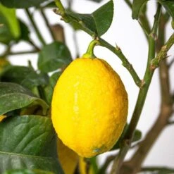 Citrus Limon - Citroenboom - ⌀19 Cm - ↕60-70 Cm -Goedkope Planten winkel 1000008692 0103