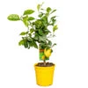 Citrus Limon - Citroenboom - ⌀19 Cm - ↕60-70 Cm -Goedkope Planten winkel 1000008692