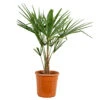 Trachycarpus Fortunei - Chinese Waaierpalm - ⌀24 Cm - ↕70-80 Cm -Goedkope Planten winkel 1000008693
