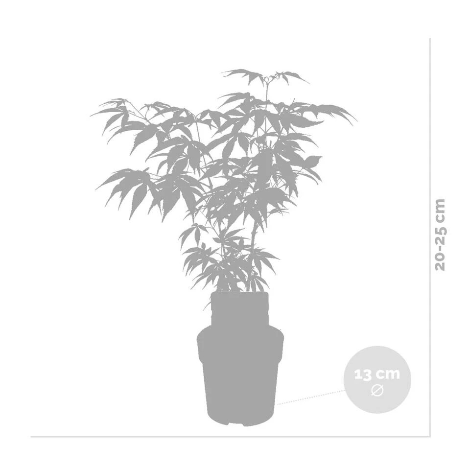 3x Acer Palmatum 'Going Green' – Japanse Esdoorn – ⌀13 Cm - ↕20-25 Cm 2 3x Acer Palmatum 'Going Green' – Japanse Esdoorn – ⌀13 Cm - ↕20-25 Cm - Afbeelding 2