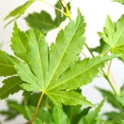 3x Acer Palmatum 'Going Green' – Japanse Esdoorn – ⌀13 Cm - ↕20-25 Cm 5 3x Acer Palmatum 'Going Green' – Japanse Esdoorn – ⌀13 Cm - ↕20-25 Cm -Goedkope Planten winkel 1000009683 0103