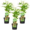 3x Acer Palmatum 'Going Green' – Japanse Esdoorn – ⌀13 Cm - ↕20-25 Cm