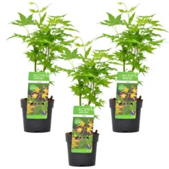 3x Acer Palmatum 'Going Green' – Japanse Esdoorn – ⌀13 Cm - ↕20-25 Cm