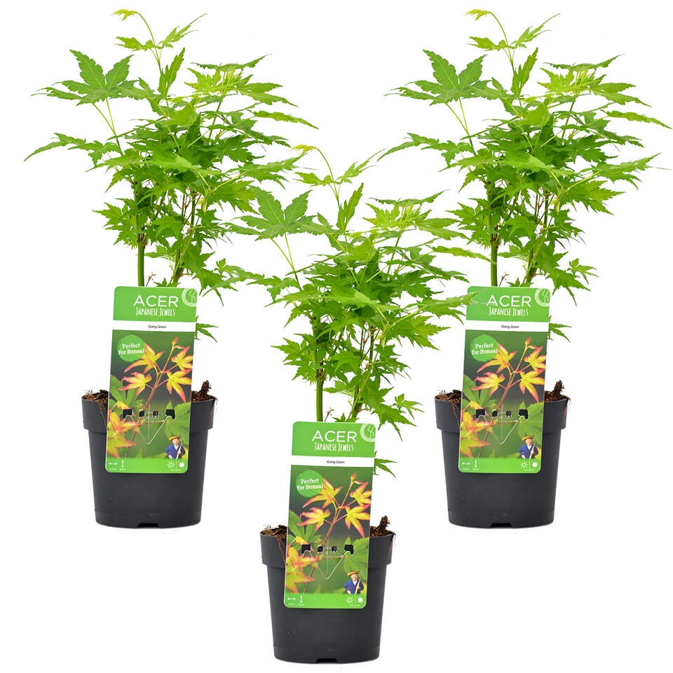 3x Acer Palmatum 'Going Green' – Japanse Esdoorn – ⌀13 Cm - ↕20-25 Cm 1 3x Acer Palmatum 'Going Green' – Japanse Esdoorn – ⌀13 Cm - ↕20-25 Cm
