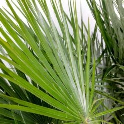 2x Chamaerops Humilis - Europese Dwergpalm - ⌀15 Cm - ↕40-50 Cm -Goedkope Planten winkel 1000010505 0102