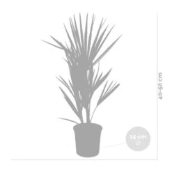 2x Chamaerops Humilis - Europese Dwergpalm - ⌀15 Cm - ↕40-50 Cm -Goedkope Planten winkel 1000010505 0103