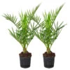 2x Phoenix Canariensis - Canarische Dadelpalm - ⌀15 Cm - ↕50-60 Cm 8 2x Phoenix Canariensis - Canarische Dadelpalm - ⌀15 Cm - ↕50-60 Cm -Goedkope Planten winkel 1000010509